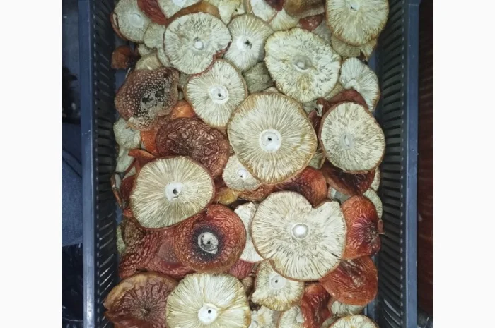 Продаж сушеного та молотого червоного мухомора- фото № 3