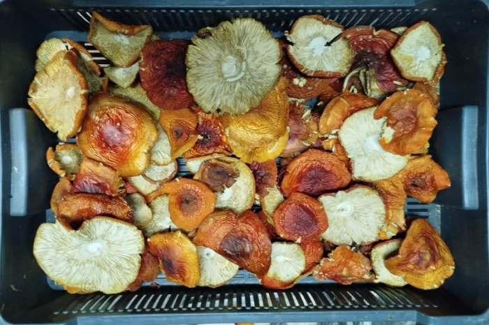 Продаж сушеного та молотого червоного мухомора- фото № 4