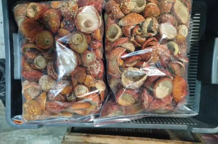 Продаж сушеного та молотого червоного мухомора- фото № 8