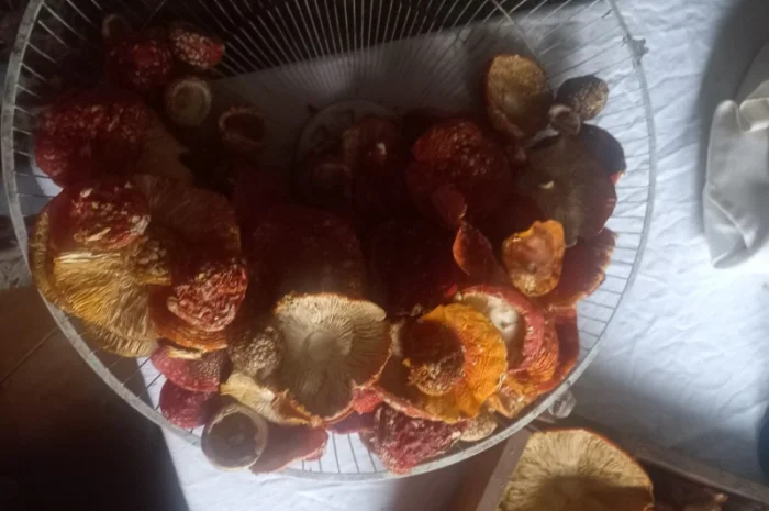 Продам Шляпки Мухомора врожай 2024 1 кг першого сорту 3700- фото № 1