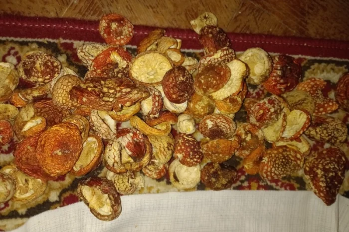 Продам Шляпки Мухомора врожай 2024 1 кг першого сорту 3700- фото № 2