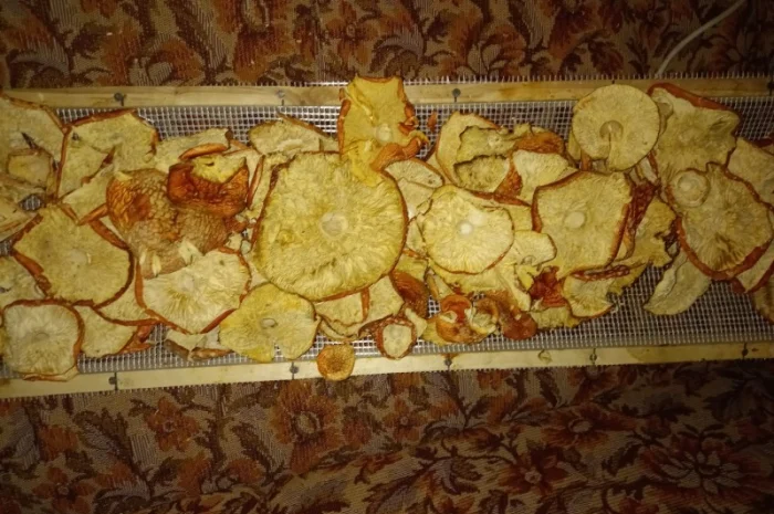 Продам Шляпки Мухомора врожай 2024 1 кг першого сорту 3700- фото № 3