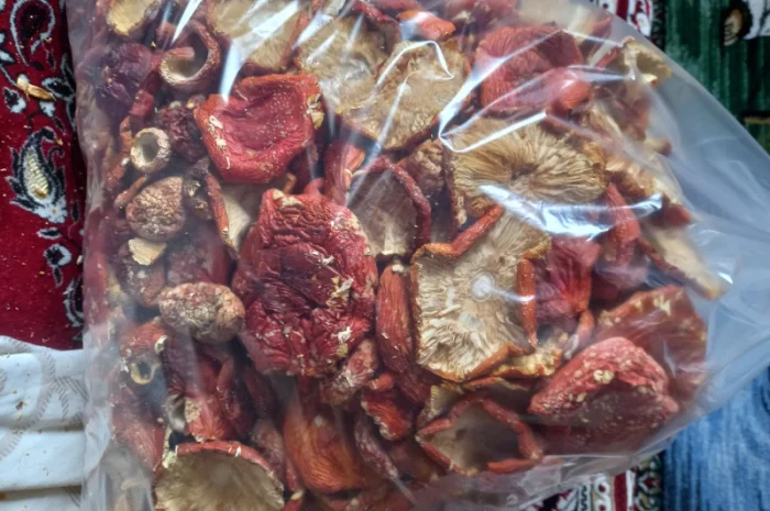 Продается шляпки мухомора урожай 2025, 1 кг первого сорта за 2000 рублей- фото № 2