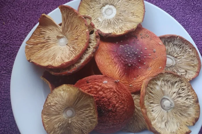 Мухомор сушений, розкриті шляпки (1 сорт)- фото № 3