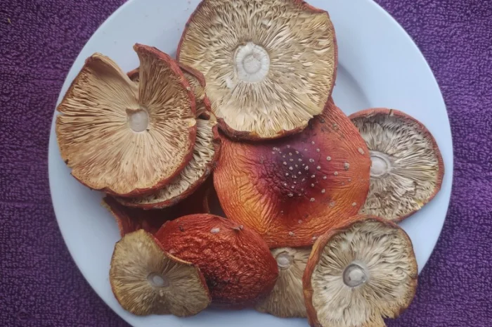 Мухомор сушений, розкриті шляпки (1 сорт)- фото № 1