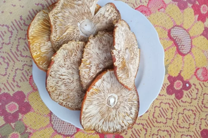 Продам шляпки червоного мухомора- фото № 5