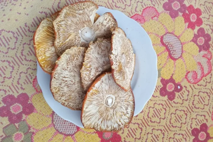 Продам шляпки червоного мухомора- фото № 6