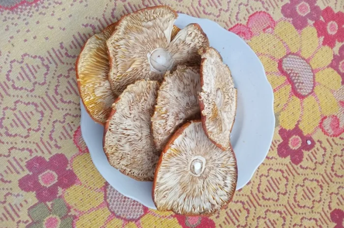 Продам шляпки червоного мухомора- фото № 4