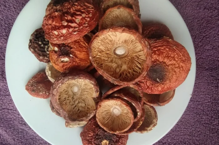 Шляпки червоного мухомора 1 сорт (не розкриті)- фото № 1