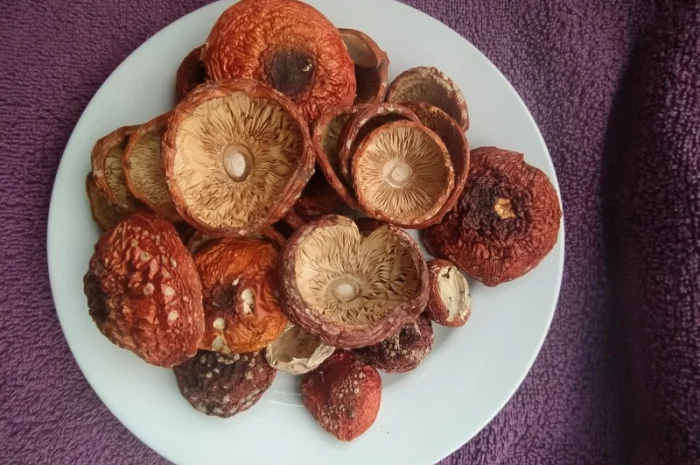 Шляпки червоного мухомора 1 сорт (не розкриті)- фото № 2