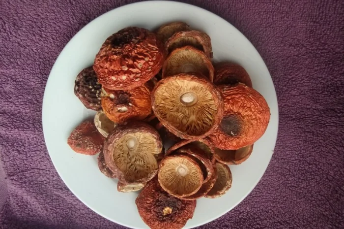 Шляпки червоного мухомора 1 сорт (не розкриті)- фото № 3