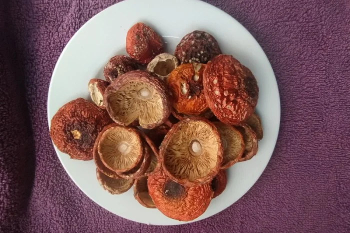 Шляпки червоного мухомора 1 сорт (не розкриті)- фото № 4