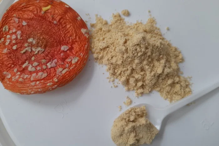 Порошок червоного мухомора- фото № 1
