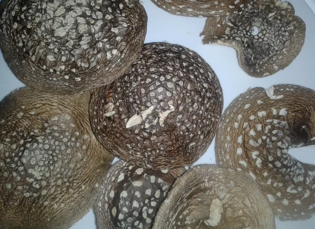 Мухомор пантерний- фото № 1