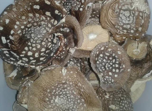 Мухомор пантерний- фото № 2