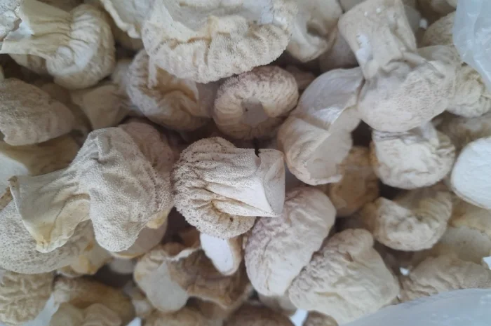 Продажа дощовика сушений- фото № 1