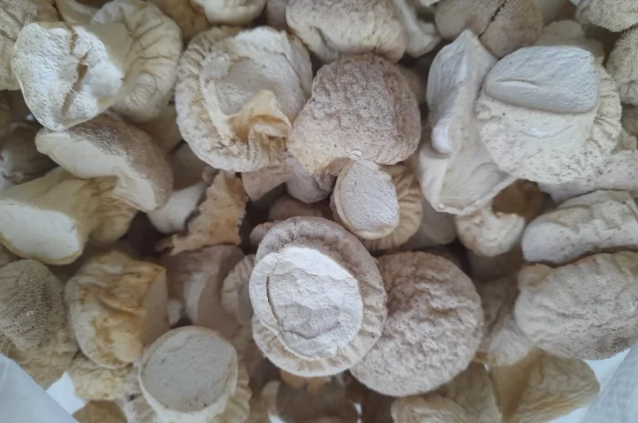 Продажа дощовика сушений- фото № 2