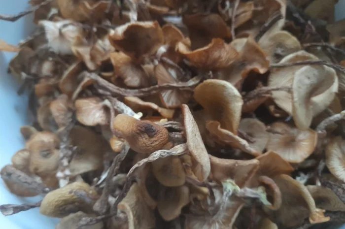 Сушені опеньки на продаж- фото № 3