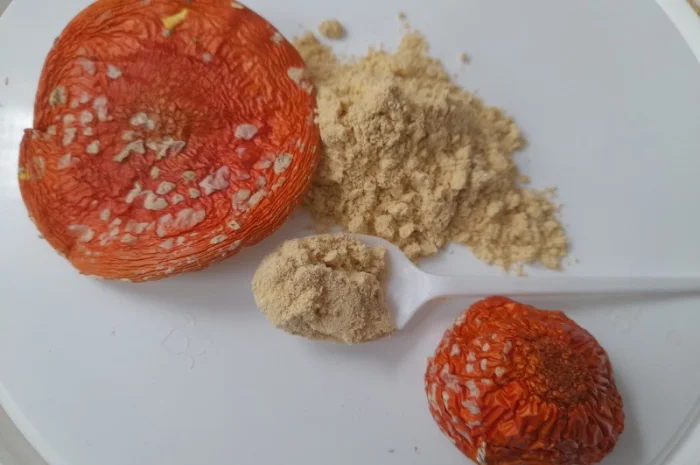 Продажа мухомора червоного меленного- фото № 1