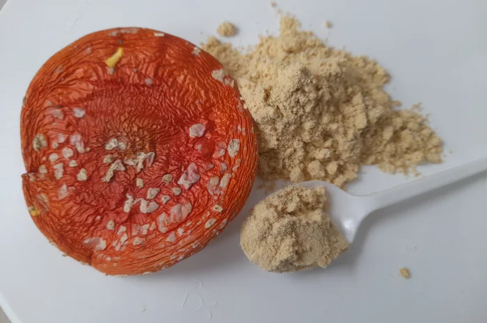 Продажа мухомора червоного меленного- фото № 2