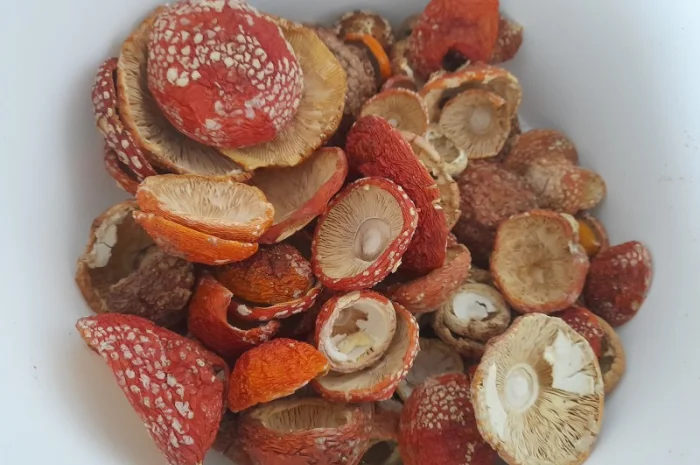 Нерозкриті шапочки червоного мухомора на продаж- фото № 1