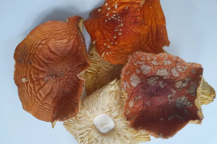 Мухомор червоний іншого сорту на продаж- фото № 2