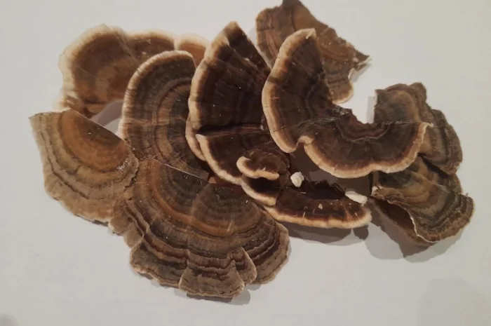 Траметіс різнокольоровий на продаж- фото № 1