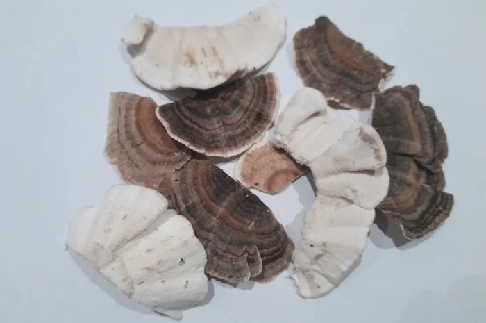 Траметіс різнокольоровий на продаж- фото № 2