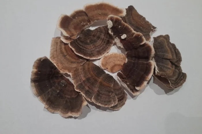 Траметіс різнокольоровий на продаж- фото № 3