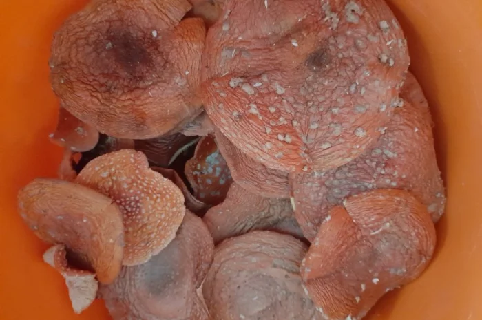 Мухомор червоний сушений першого сорту- фото № 1