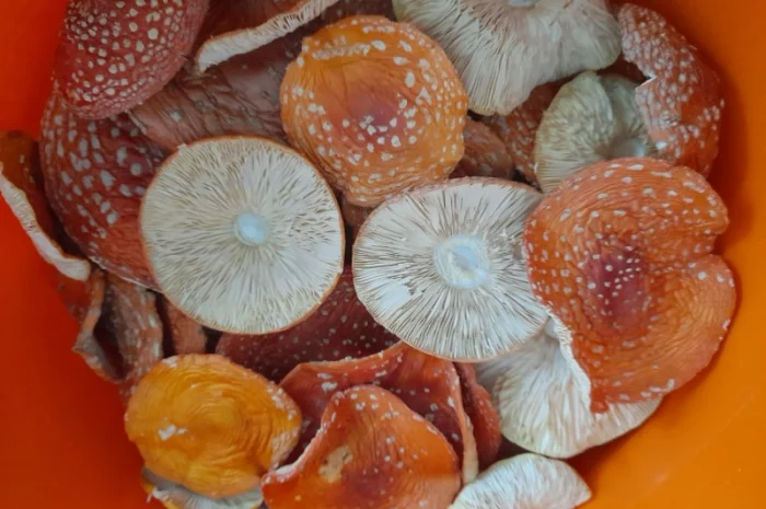 Мухомор червоний сушений першого сорту- фото № 2