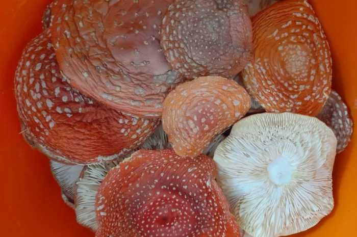 Мухомор червоний сушений першого сорту- фото № 3