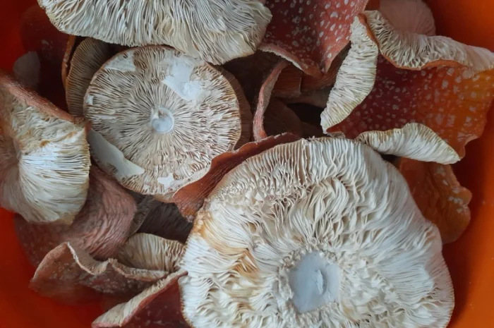 Мухомор червоний сушений першого сорту- фото № 4