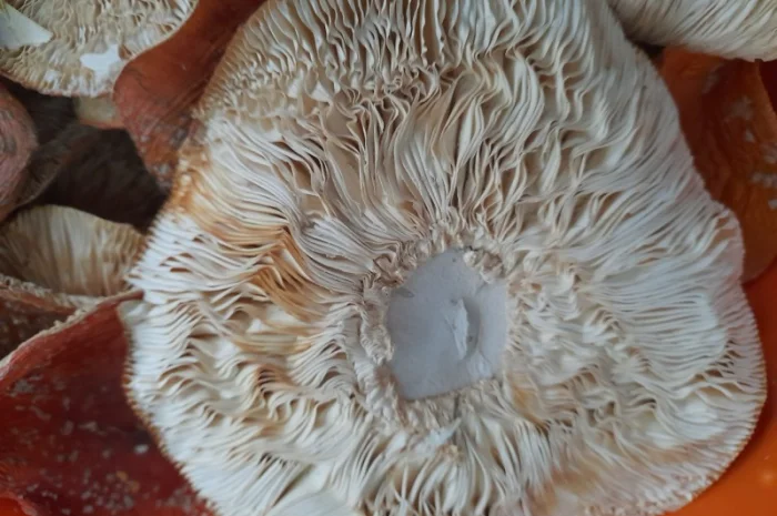 Мухомор червоний сушений першого сорту- фото № 5