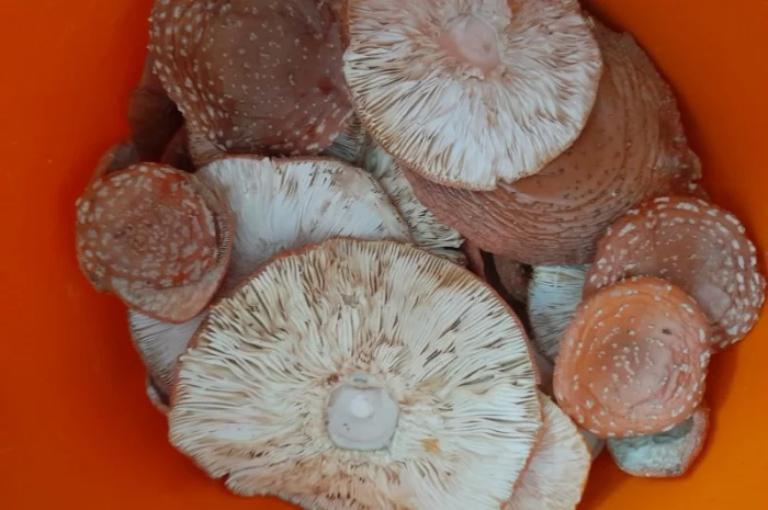 Мухомор червоний сушений першого сорту- фото № 6