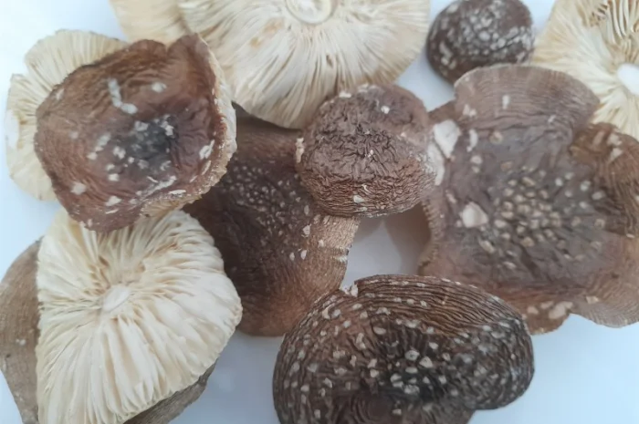 Мухомор пантерний першого сорту- фото № 1