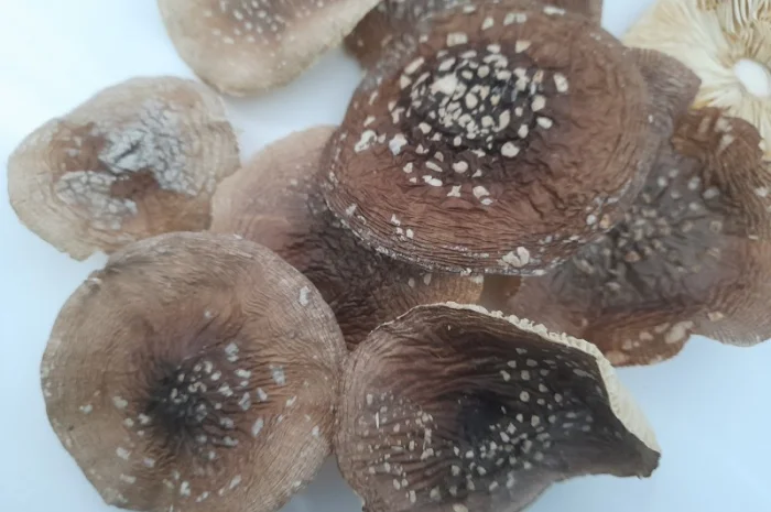 Мухомор пантерний першого сорту- фото № 2