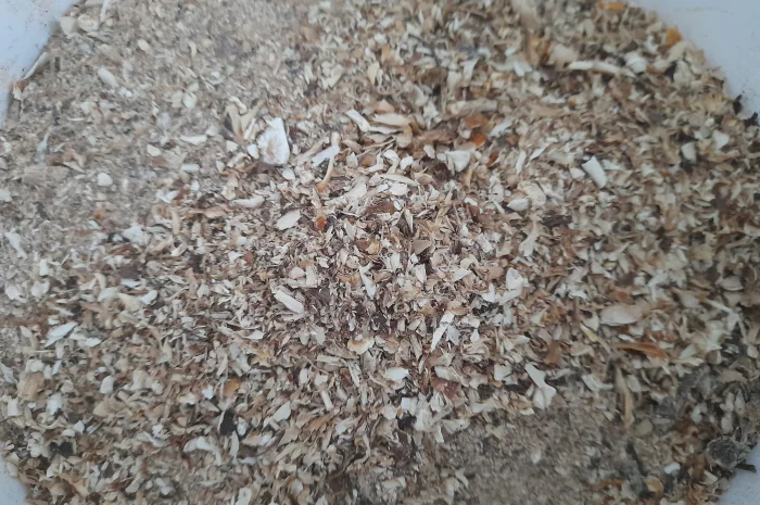 Крошка пантерного мухомора на продаж- фото № 1