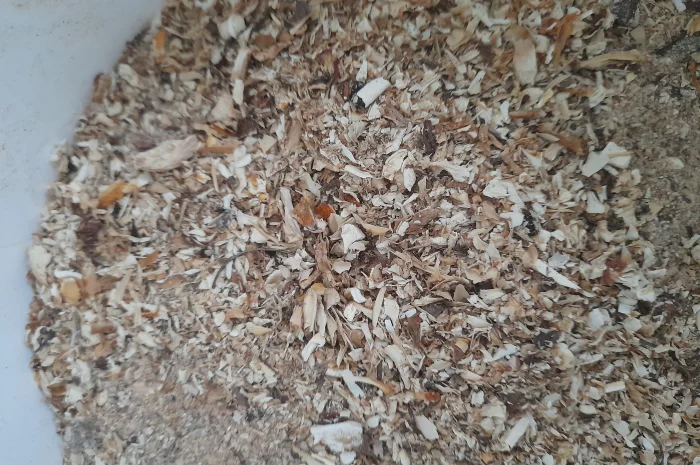 Крошка пантерного мухомора на продаж- фото № 2