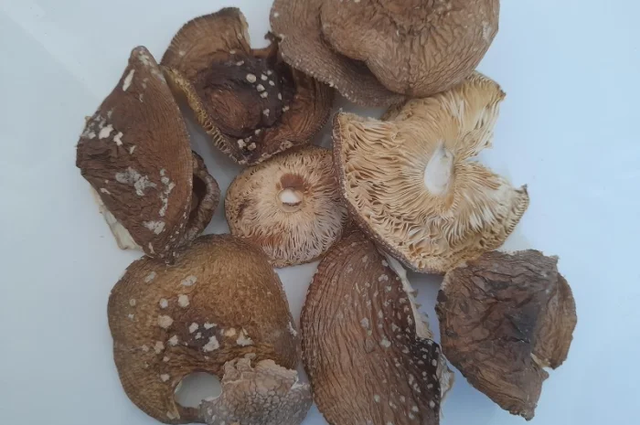 Пантерний мухомор другого сорту- фото № 1