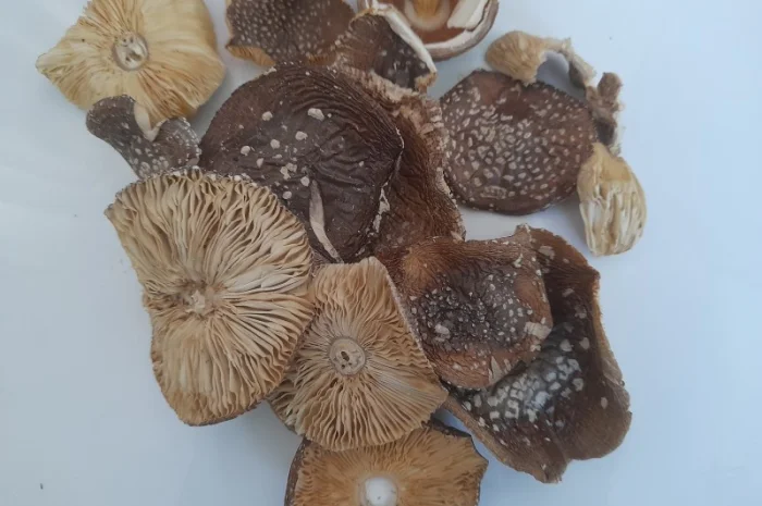 Пантерний мухомор другого сорту- фото № 2