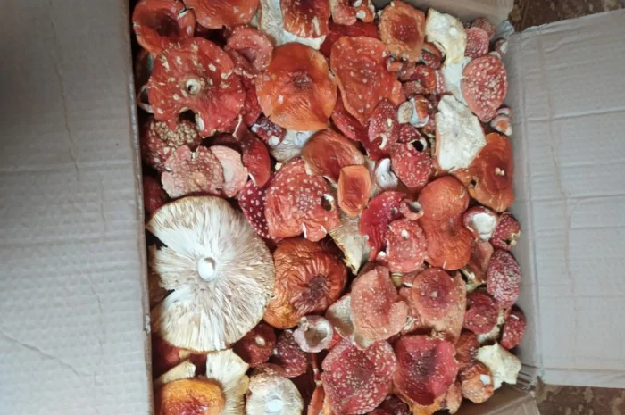 Мухомор червоний на продажу- фото № 1