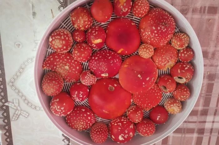 Мухомор червоний на продажу- фото № 2