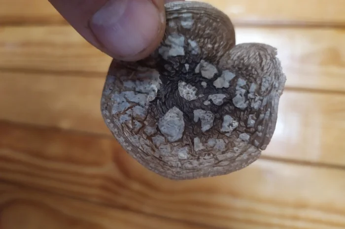 Продам пантерний мухомор- фото № 1