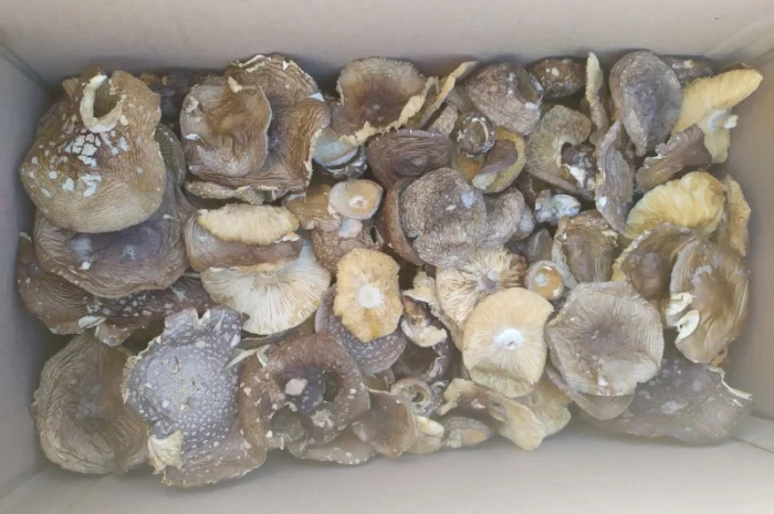 Продам пантерний мухомор- фото № 2