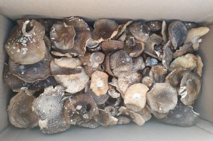 Продам пантерний мухомор- фото № 3