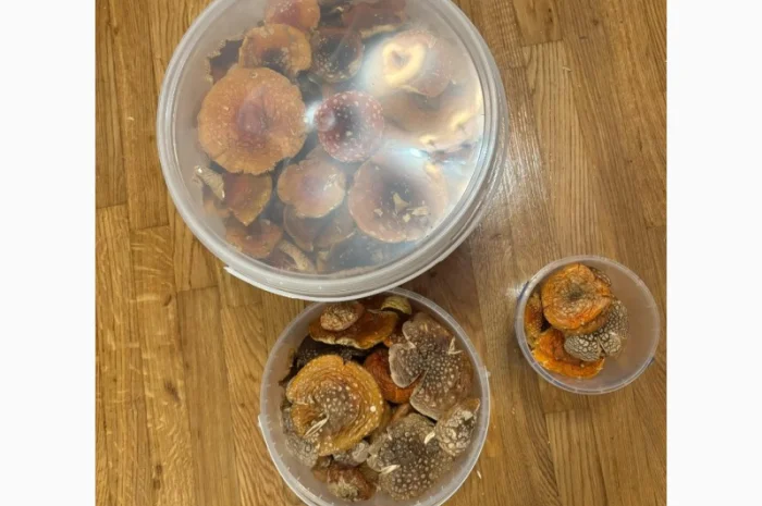 Мухомор 1кг на продажу- фото № 2