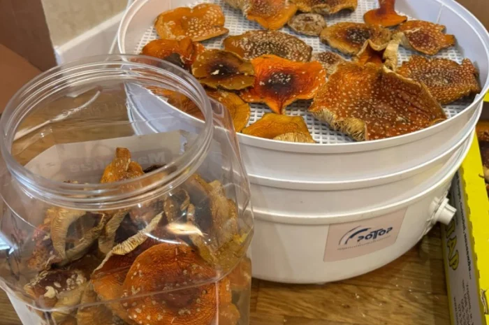 Мухомор 1кг на продажу- фото № 3