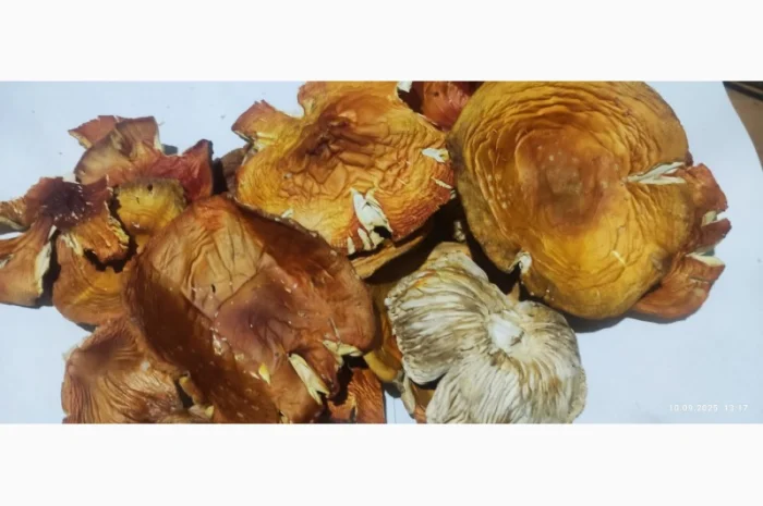 Продаж Мухомора червоного 3 сорту- фото № 1