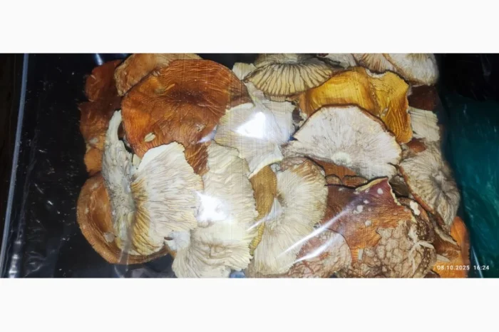 Продаж Мухомора червоного 3 сорту- фото № 2